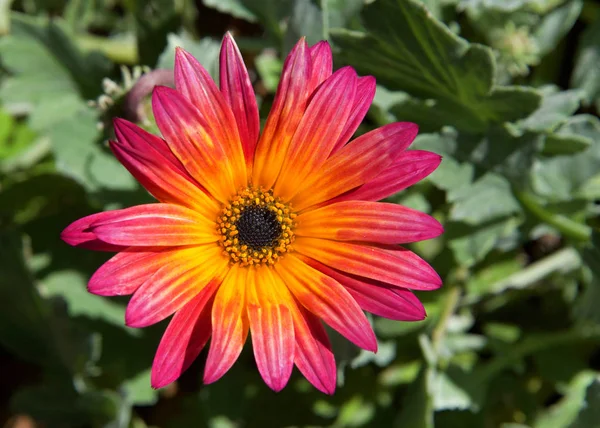 Close African Daisy Single Bloom Gazania Rigens Rare Sun Flower — Stock Photo, Image