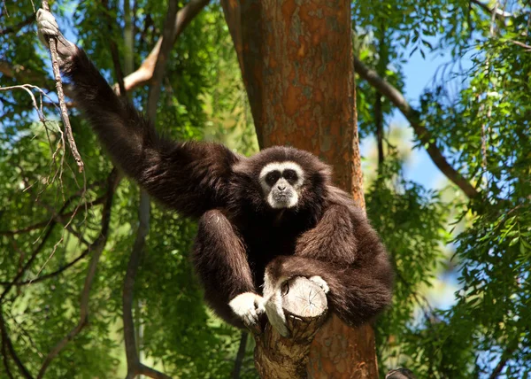 Mano Blanca Gibbon Sentado Árbol Primate Peligro Extinción Familia Hylobatidae —  Fotos de Stock