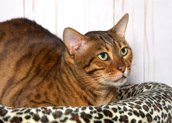 Bengal cat laying on a cheetah print blanket with light wood panel wall background. Green eyes looking up, profile view