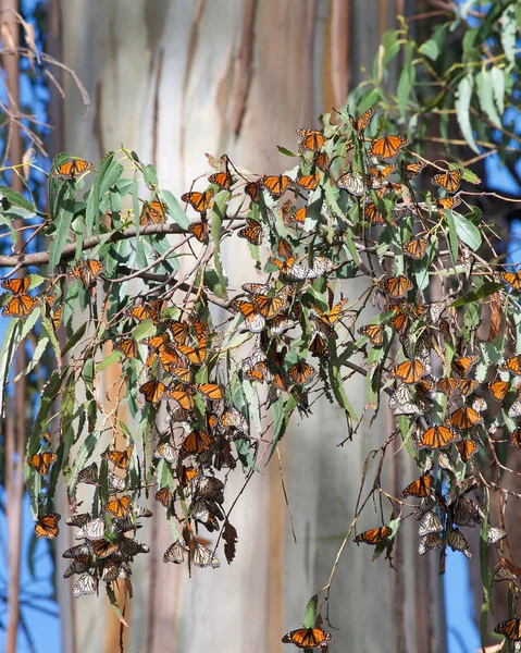 Many Monarch Butterflies clustered in a Eucalyptus Tree, trunk of the tree in the background. The monarch butterfly may be the most familiar North American butterfly and an iconic pollinator species.