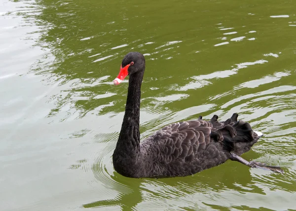 Black Swan Swimming Calm Green Pond Water Stock Picture