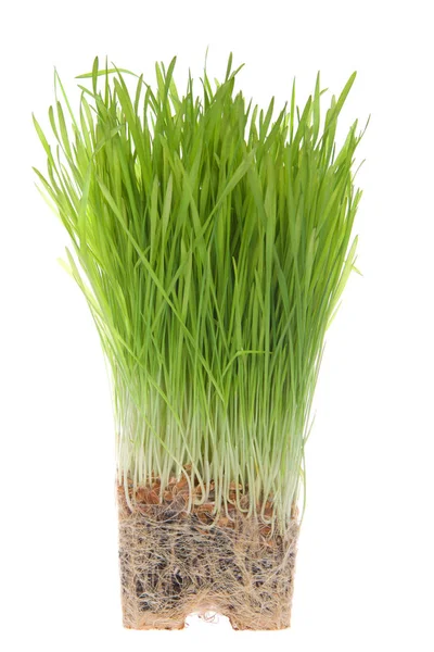 Wheat Grass Root Bound Isolated White Background Plants Grown Containers Stock Image