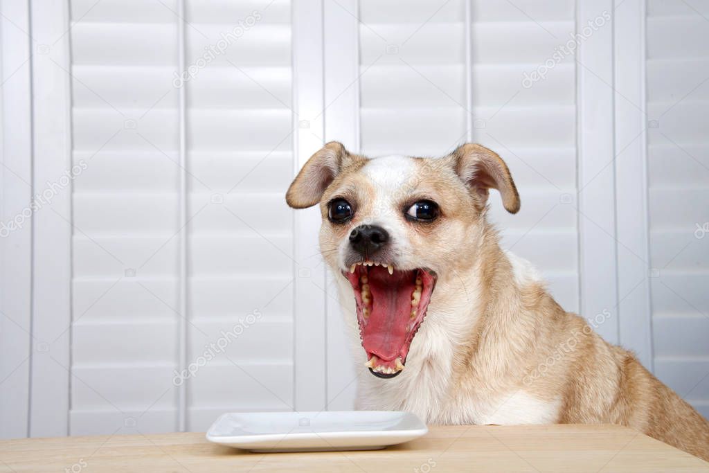 One senior chihuahua dog sitting at kitchen table waiting for food. Square white plate empty. Window background with shutters. Mouth wide open
