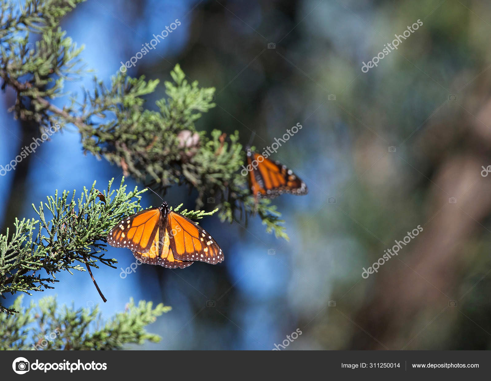 Der größte Hornwurm, den ich je gesehen habe. Wow! : r/insects, image size:1600x1243