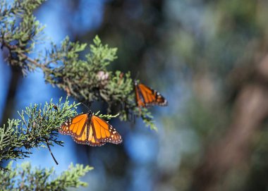 Two Monarch Butterflies in a pine tree. The monarch butterfly may be the most familiar North American butterfly and an iconic pollinator species. clipart