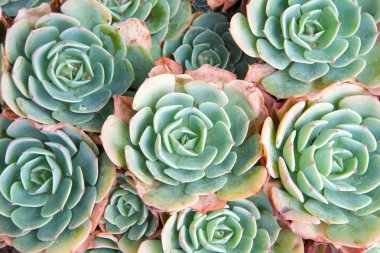 succulent echeveria with dying petals on edges. Echeveria is a large genus of flowering plants native to semi-desert areas of Central America, Mexico and northwestern South America. Drought resistant clipart