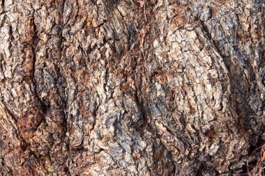 Biber ağacının yakın dokusunda, Schinus molle 45 feet uzunluğunda ve genişliğinde büyüyen hızlı büyüyen yemyeşil bir ağaçtır. Schinus türlerinin en büyüğü ve potansiyel olarak en uzun ömürlüsü..