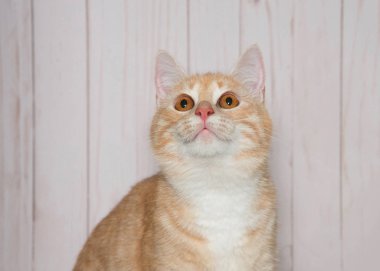 Seyreltilmiş turuncu tekir kedisinin portresi. Parlak sarı turuncu gözlü, ekrandan yukarı bakıyor. Açık kahverengi tahta duvar arkaplanı.