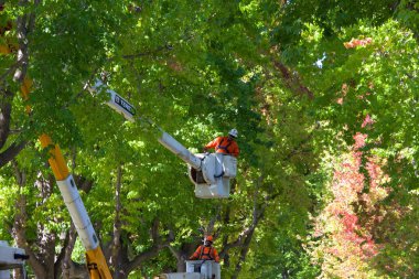 Alameda, Ca - 20 Eylül 2018: Şehir işçileri sokakta bulunan sıvı kehribar ağaçlarını inceltmek için asansörde. Ağaçlardaki gölgeliklerin seyreltilmesi hava ve güneş ışığını artırarak hastalık sorunlarının azalmasına yol açıyor.