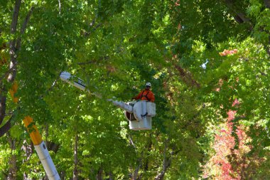 Alameda, Ca - 20 Eylül 2018: Şehir işçileri sokakta bulunan sıvı kehribar ağaçlarını inceltmek için asansörde. Ağaçlardaki gölgeliklerin seyreltilmesi hava ve güneş ışığını artırarak hastalık sorunlarının azalmasına yol açıyor.