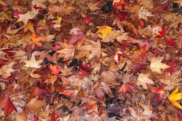 Autumn leaves fallen from trees onto street completely covering, creating background of brown and golden leaves.