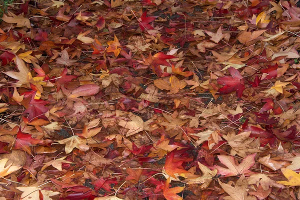 Autumn leaves fallen from trees onto street completely covering, creating background of brown and golden leaves.