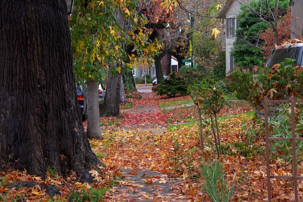 Тысячи Осенних Листьев Упали Сладких Десен Засоряющих Улицы Тротуары Тихом — стоковое фото