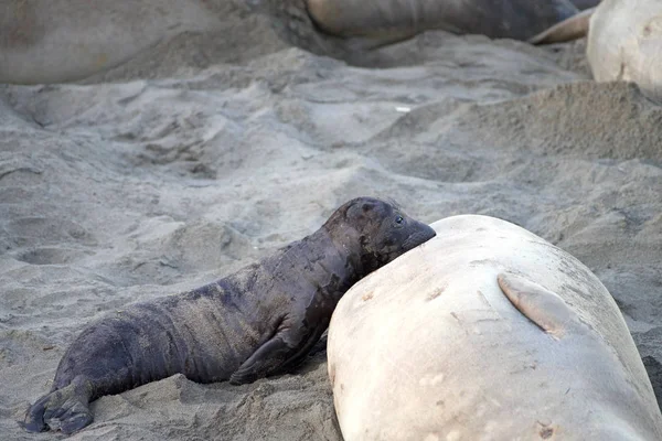 Samica Słonia Niemowlęcym Szczeniakiem Karmiącym Plaży Kalifornii Pielęgniarki Około Czterech — Zdjęcie stockowe