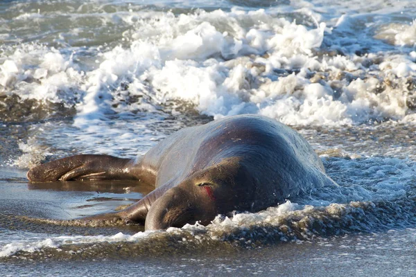 Male elephant seal laying on a beach, injured, bleeding from one eye. Elephant seals take their name from the large proboscis of the adult male (bull), which resembles an elephant