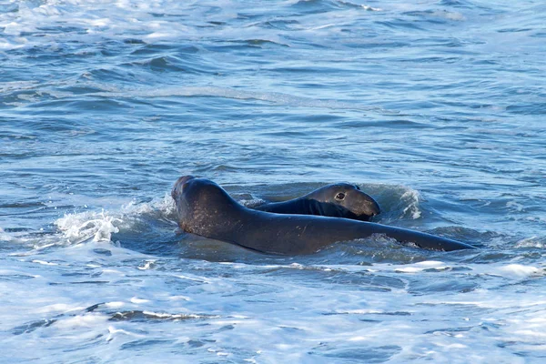 Elephant seal swimming in the ocean just off shore. Elephant seals take their name from the large proboscis of the adult male (bull), which resembles an elephant