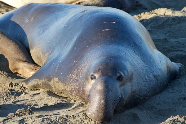 Male elephant seal laying on a beach looking towards viewer. Elephant seals take their name from the large proboscis of the adult male (bull), which resembles an elephant