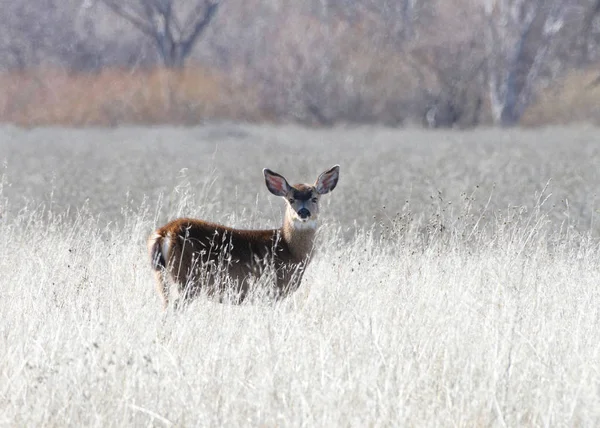 Jeune Cerf Seul Dans Champ Desséché Par Sécheresse Dans Nord — Photo