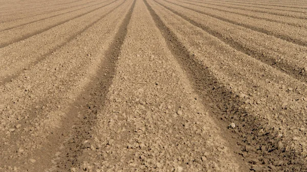Terreno Agrícola Hileras Recientemente Aradas Moldeadas Para Siembra Las Camas — Foto de Stock