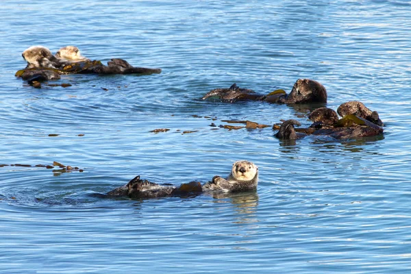 California Sea Otters grooming and playing in shallow ocean waters close to shore. Sea otters spend much of their time grooming. When eating, sea otters roll in the water frequently.