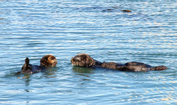 California Sea Otters grooming and playing in shallow ocean waters close to shore. Sea otters spend much of their time grooming. When eating, sea otters roll in the water frequently.