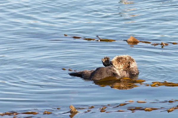 California Sea Otters grooming and playing in shallow ocean waters close to shore. Sea otters spend much of their time grooming. When eating, sea otters roll in the water frequently.