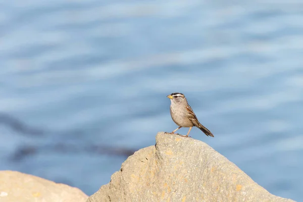 Vit Krona Sparv Stående Uppflugen Klippa Med Bay Vatten Bakgrunden — Stockfoto