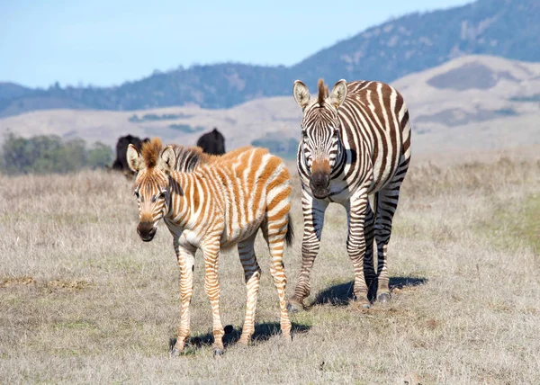 Zebras Adultos Bebê Caminhando Comendo Seca Seca Seca Selvagem Zebras — Fotografia de Stock