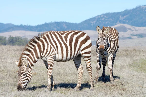 Zebras Pastando Comendo Seca Seca Seca Selva Zebras São Geralmente — Fotografia de Stock