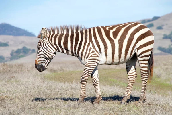 Zebras Adultos Bebê Caminhando Comendo Seca Seca Seca Selvagem Zebras — Fotografia de Stock