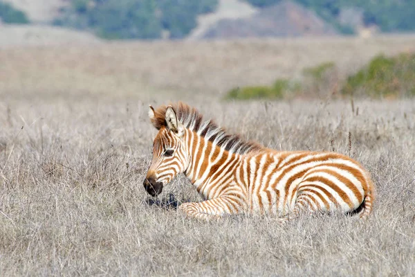 Bebê Zebra Deitado Campo Seco Seco Grama Descansando Zebras São — Fotografia de Stock