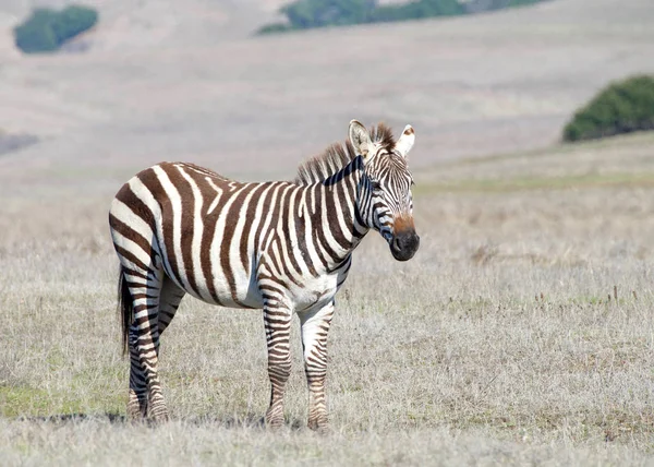 Zebra Pastando Comendo Seca Seca Seca Selvagem Zebras São Geralmente — Fotografia de Stock