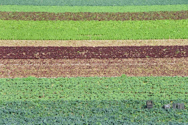 Terrain Agricole Avec Des Légumes Poussant Rangs Jardinage Sur Lit — Photo