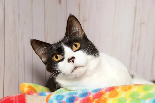 Portré Egy Szmokingos Macskáról Fekete Fehér Sárga Szemekkel Ahogy Felnéz — Stock Fotó