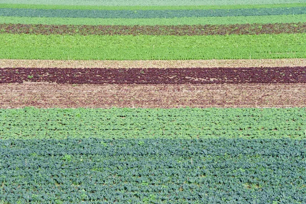 Landbouwgrond Met Groenten Die Rijen Groeien Verhoogd Bedding Tuinieren Heeft — Stockfoto