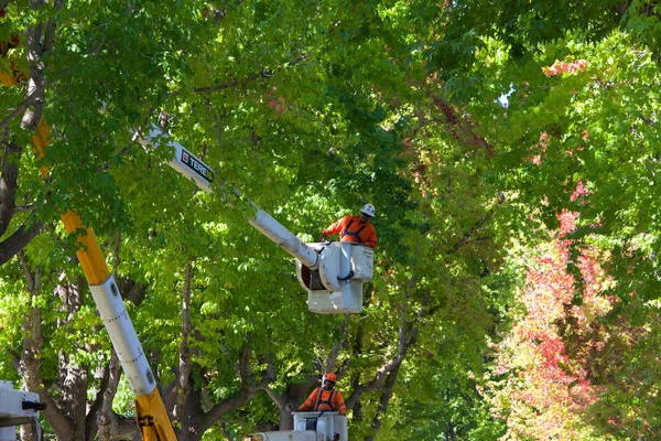 Alameda, Ca - 20 Eylül 2018: Şehir işçileri sokakta bulunan sıvı kehribar ağaçlarını inceltmek için asansörde. Ağaçlardaki gölgeliklerin seyreltilmesi hava ve güneş ışığını artırarak hastalık sorunlarının azalmasına yol açıyor.
