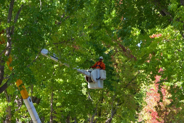 Alameda, Ca - 20 Eylül 2018: Şehir işçileri sokakta bulunan sıvı kehribar ağaçlarını inceltmek için asansörde. Ağaçlardaki gölgeliklerin seyreltilmesi hava ve güneş ışığını artırarak hastalık sorunlarının azalmasına yol açıyor.