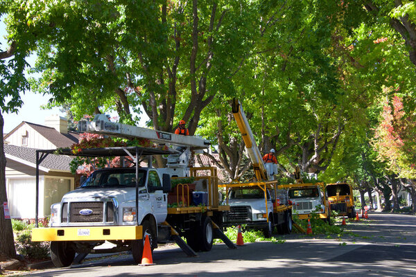 Alameda, CA - September 20, 2018: City workers clean up tree branches as crews thin the liquid amber trees. Thinning the canopy on trees increases air and sunlight, resulting in fewer disease problems