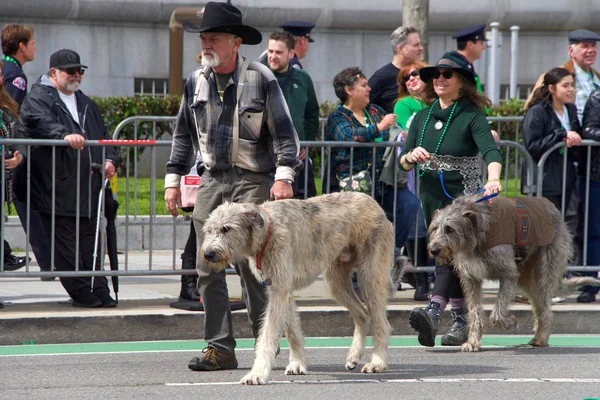 San Francisco Μαρτίου 2018 Μέλη Του Northern Irish Wolf Hound — Φωτογραφία Αρχείου