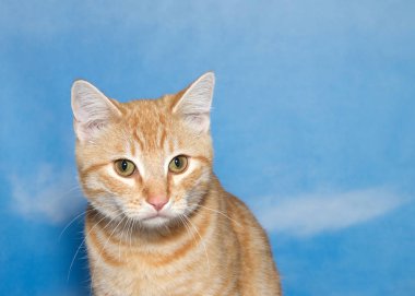 Seyirciye bakan turuncu beyaz tekir kedisinin portresi. Bulutlu mavi arka plan gökyüzü