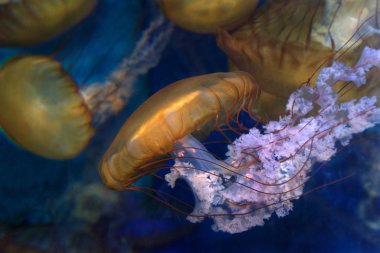 Sea Nettles, Chrysaora Fuscescens, Kanada 'dan Meksika' ya kadar Doğu Pasifik Okyanusu 'nda yaşayan yaygın bir serbest yüzen scyphozoan.