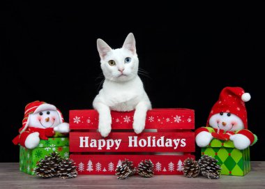 Kırmızı bir kutuda heterokromisi olan beyaz bir kedi yavrusunun portresi üzerinde siyah arkaplan yazılı, soldaki izleyicilere bakıyor. Kardan adamların bayram hediyeleri her tarafta..
