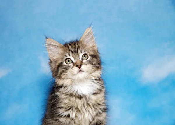 Retrato Pequeno Bronzeado Preto Branco Tabby Gatinho Contra Fundo Azul — Fotografia de Stock