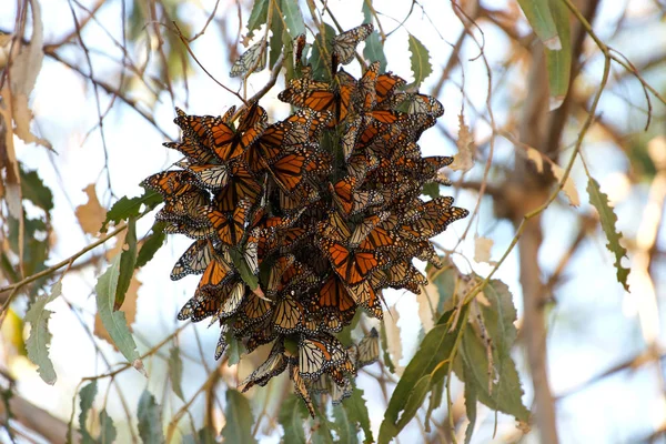 Monarch Butterflies in a Eucalyptus tree, clustering together to keep warm as the temps drop in evening. The monarch butterfly may be the most familiar North American butterflyand an iconic pollinator species.