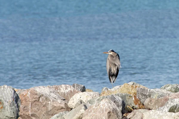 Great Blue Heron Empoleirado Uma Costa Rochosa Água Azul Fundo — Fotografia de Stock
