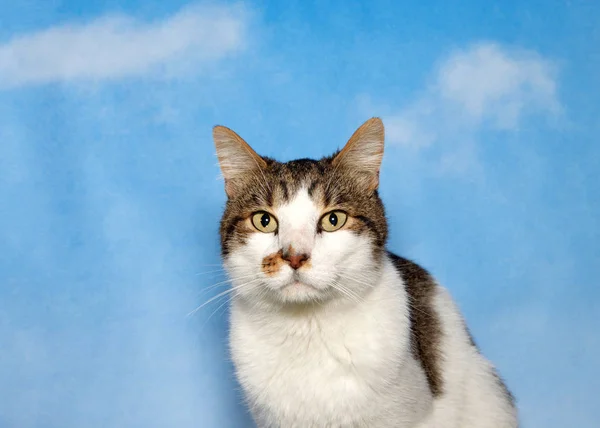 Portrét Šedobílé Tupé Kočky Která Dívá Přímo Diváka Modré Pozadí — Stock fotografie