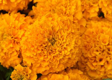 Marigold çiçeklerini kapat. Kadife çiçekleri - Etiketler - her yıl yetiştirilmesi kolay bir bitki doğal haşere kontrolü ve çok renkli çiçek spreyleri sağlar. 