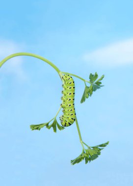 Bir Kara Kırlangıç tırtılı, Papilio poliksenleri, maydanoz bitkisine baş aşağı tırmanıp yiyecek arıyor. Bulutlu mavi arka plan gökyüzü.