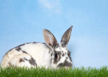 Gri benekli, benekli beyaz tavşan uzun çimenlerin üzerinde uzanmış, izleyicilere bakıyor, profil görüntüsü çimlerde bir şey kokluyor. Mavi ve beyaz desenli arka plan