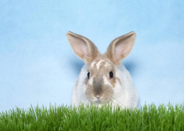 Sevimli bronzlaşmış benekli ve benekli beyaz tavşan uzun otların üzerinden geçerek solculara hafifçe bakıyor. Mavi ve beyaz desenli arka plan